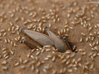 2012年第24個全國愛衛月公益活動